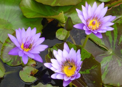 Nymphaea 'William McLane'