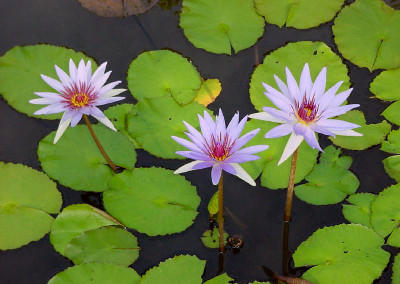 Nymphaea 'Woods Blue Goddess'