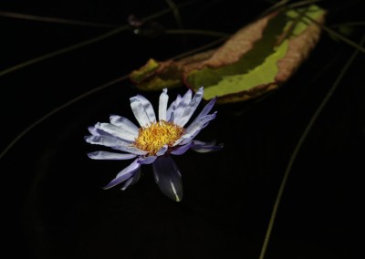 Nymphaea 'Yasuhiro'