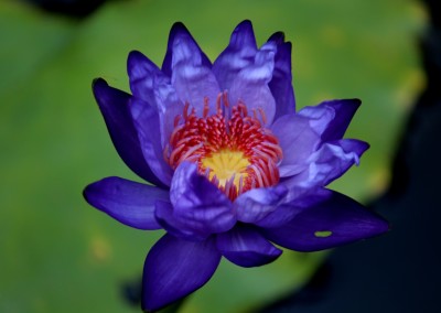 Nymphaea 'Yasuhiro'