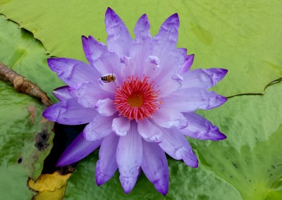 Nymphaea 'Yasuhiro'