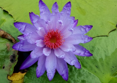 Nymphaea 'Yasuhiro'