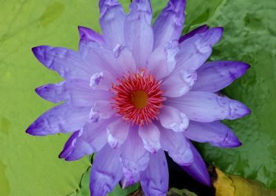 Nymphaea 'Yasuhiro'