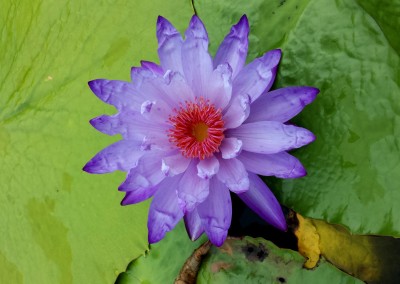 Nymphaea 'Yasuhiro'