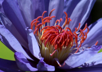 Nymphaea 'Yasuhiro'