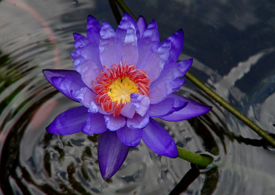 Nymphaea 'Yasuhiro'