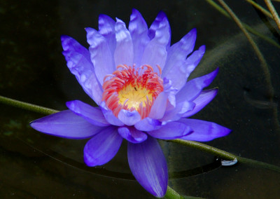 Nymphaea 'Yasuhiro'