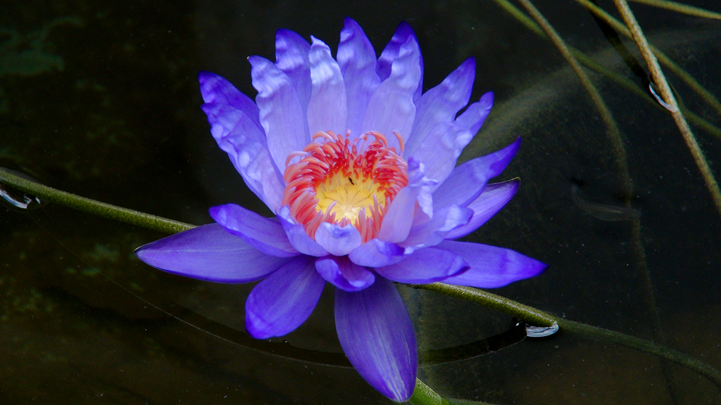 Nymphaea ‘Yasuhiro’ | International Waterlily Collection