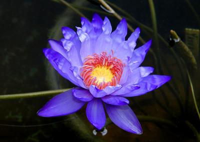 Nymphaea 'Yasuhiro'