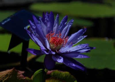 Nymphaea ‘Yasuhiro’