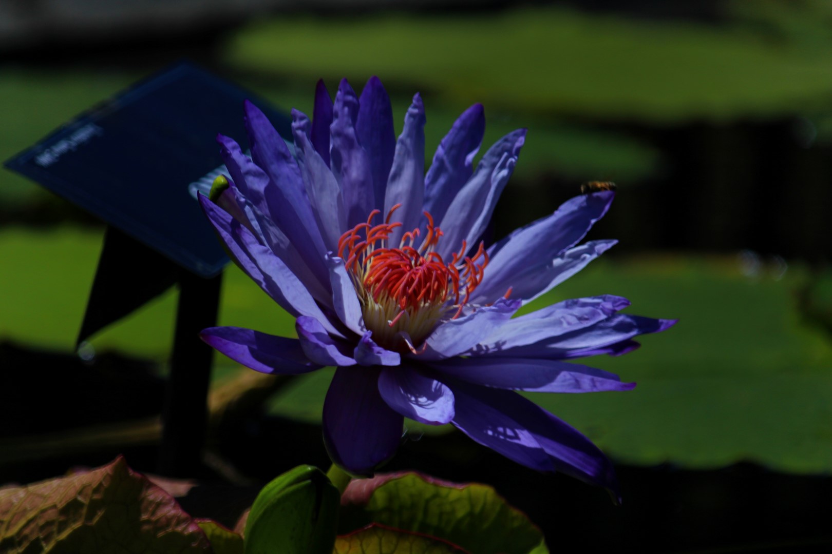 Nymphaea ‘Yasuhiro’