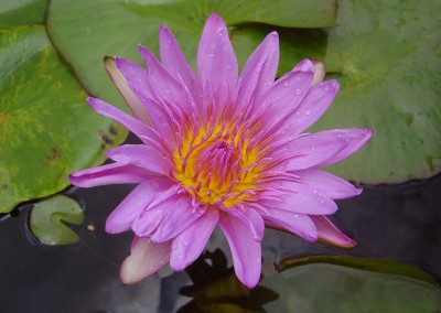 Nymphaea 'Yonglarp'