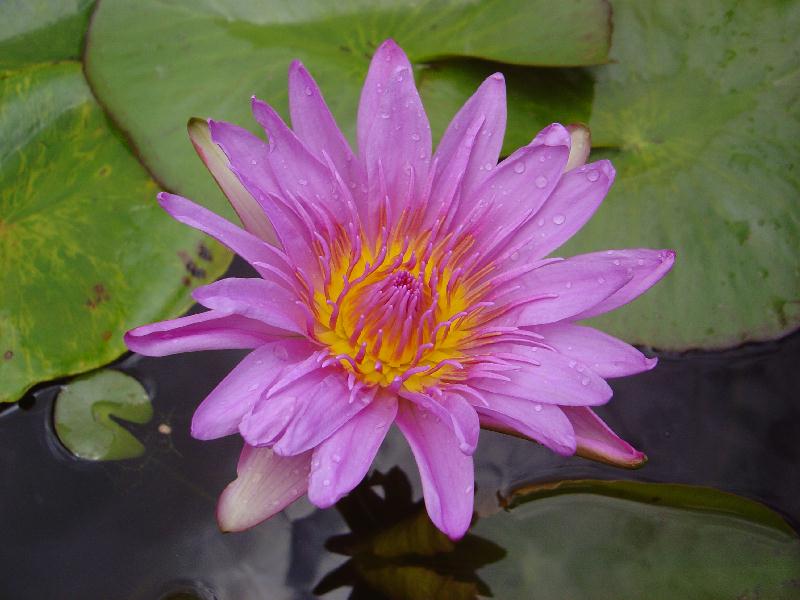 Nymphaea ‘Yonglarp’