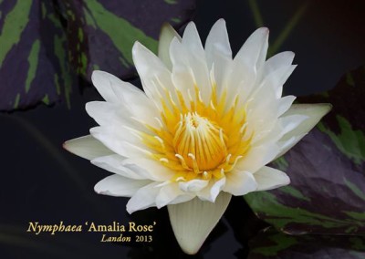 Nymphaea ‘Amalia Rose’