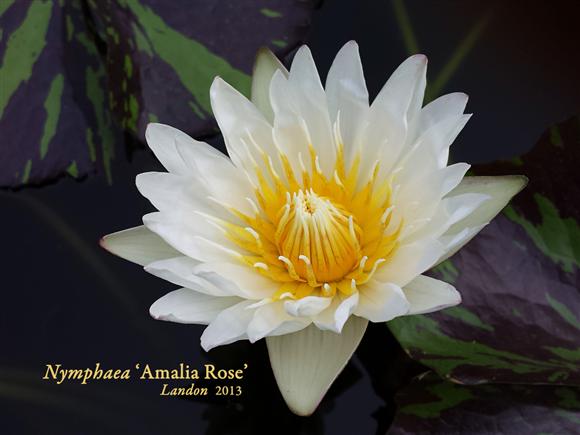 Nymphaea ‘Amalia Rose’