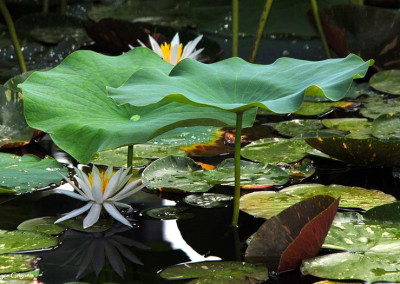 Nymphaea 'Arc-En-Ciel'