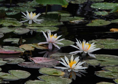 Nymphaea 'Arc-En-Ciel'