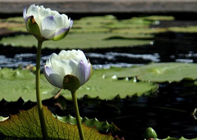 LilyFest 2012