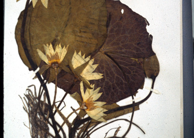 Herbarium Specimens