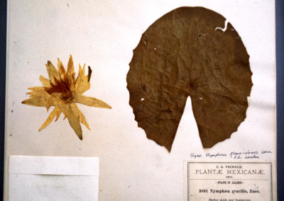 Herbarium Specimens