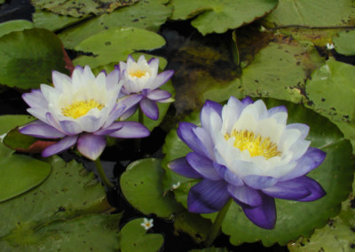 Nymphaea immutabilis subsp. immutabilis