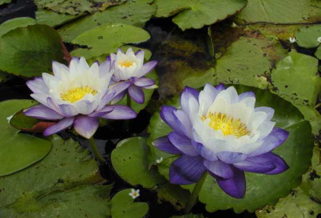 Nymphaea immutabilis subsp. immutabilis