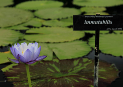 Nymphaea immutabilis subsp. immutabilis