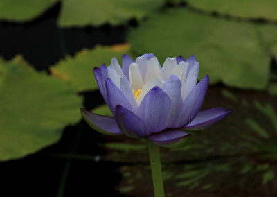 Nymphaea immutabilis subsp. immutabilis