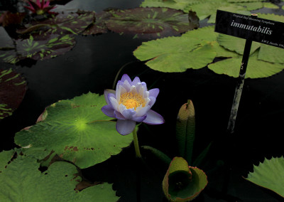 Nymphaea immutabilis subsp. immutabilis