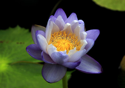 Nymphaea immutabilis subsp. immutabilis