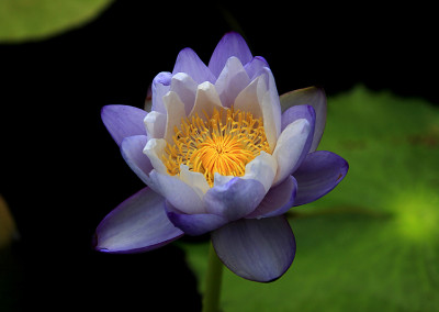 Nymphaea immutabilis subsp. immutabilis