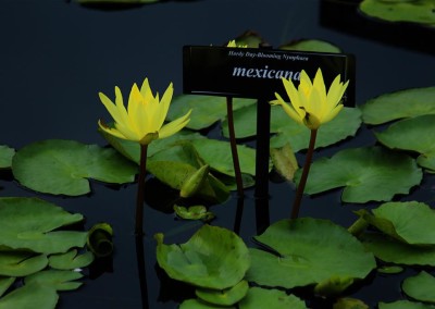 Nymphaea mexicana Zucc. (Nymphaea)