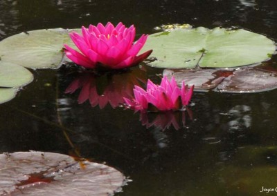 Nymphaea 'Pink Ribbon'