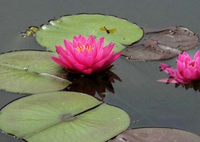 Nymphaea 'Pink Ribbon'