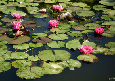 Nymphaea 'Pink Ribbon'