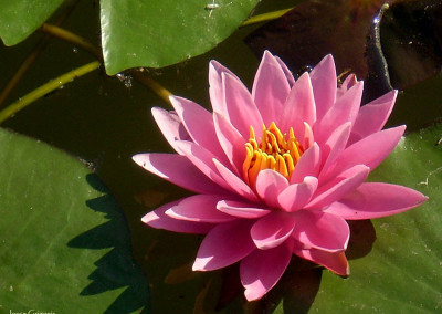 Nymphaea 'Pink Ribbon'