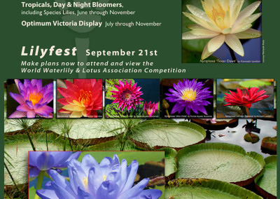 LilyFest 2013