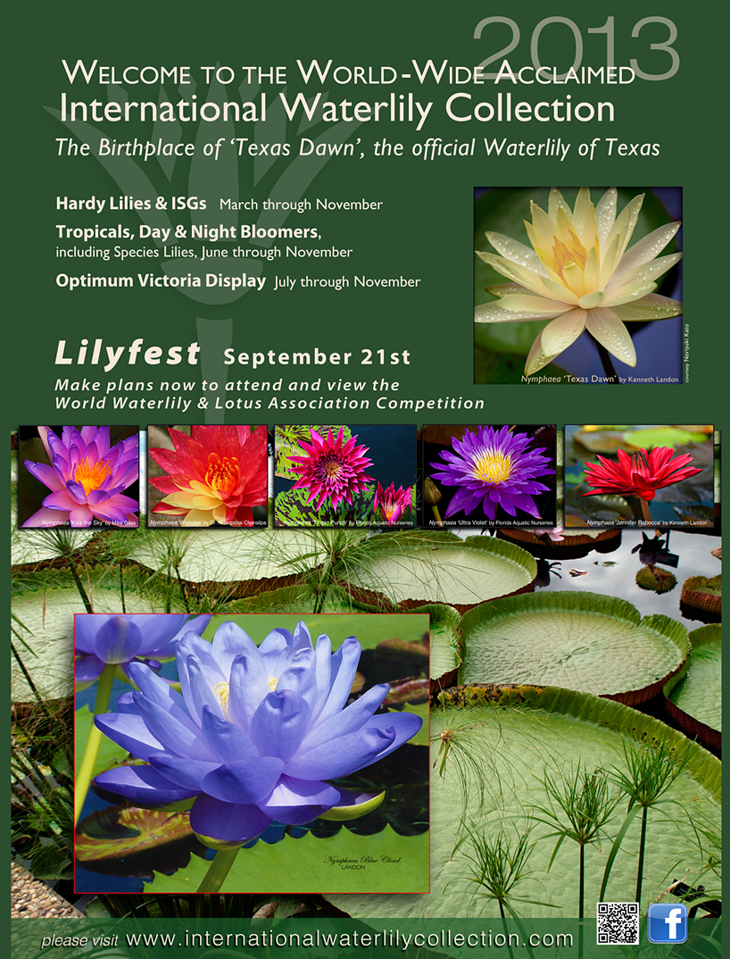 LilyFest 2013