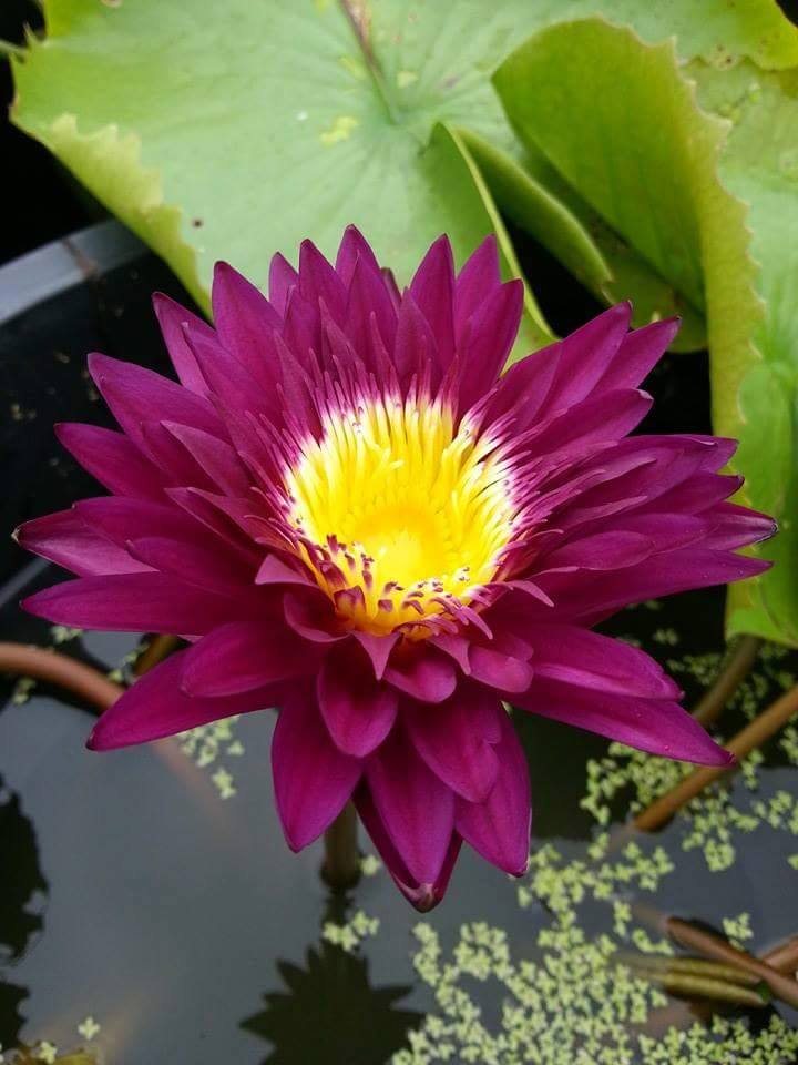 Nymphaea ‘Bloody Mary’