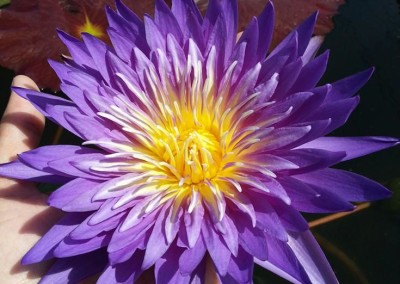 Nymphaea 'Cosmos' hybrid and photo by Ao Weerada