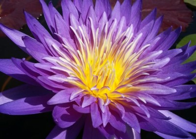 Nymphaea 'Cosmos' hybrid and photo by Ao Weerada