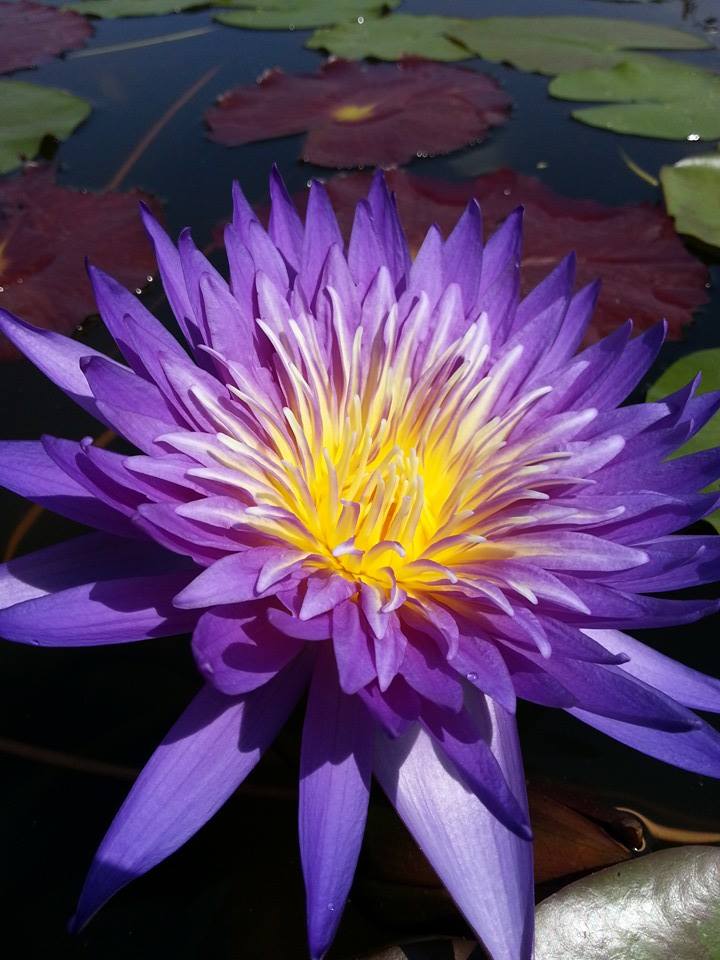 Nymphaea ‘Cosmos’