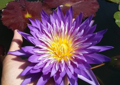 Nymphaea 'Cosmos' hybrid and photo by Ao Weerada