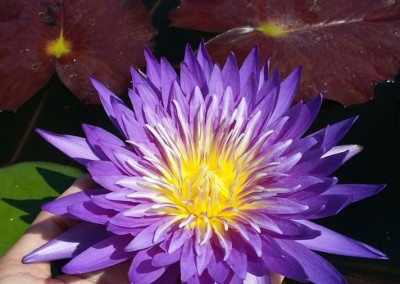 Nymphaea 'Cosmos' hybrid and photo by Ao Weerada