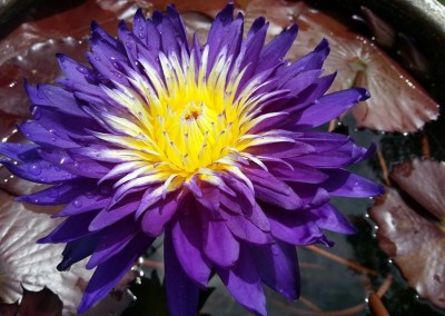 Nymphaea ‘Galaxy’