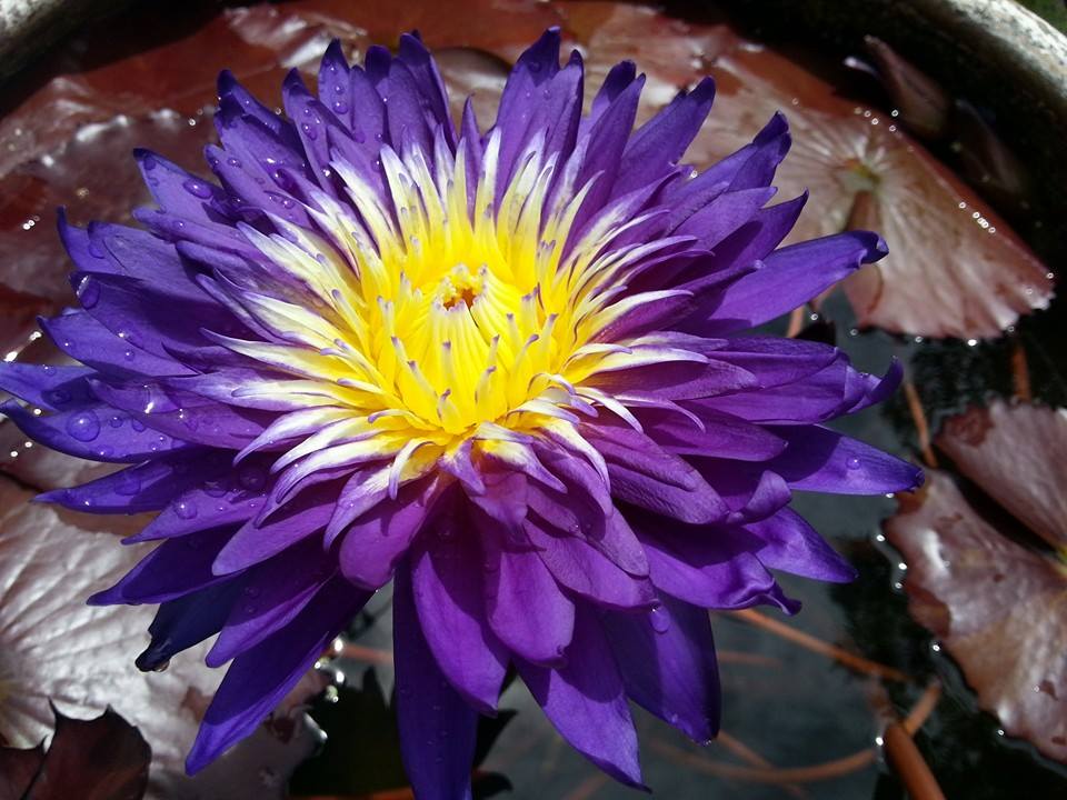 Nymphaea ‘Galaxy’