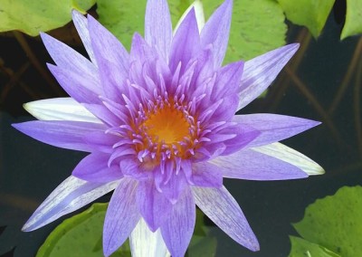 Nymphaea ‘Suwannata’