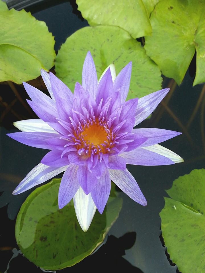 Nymphaea ‘Suwannata’