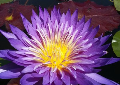 Nymphaea 'Cosmos' hybrid and photo by Ao Weerada