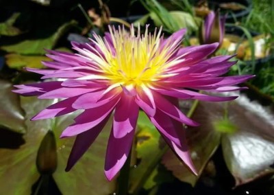Nymphaea ‘Foutte’